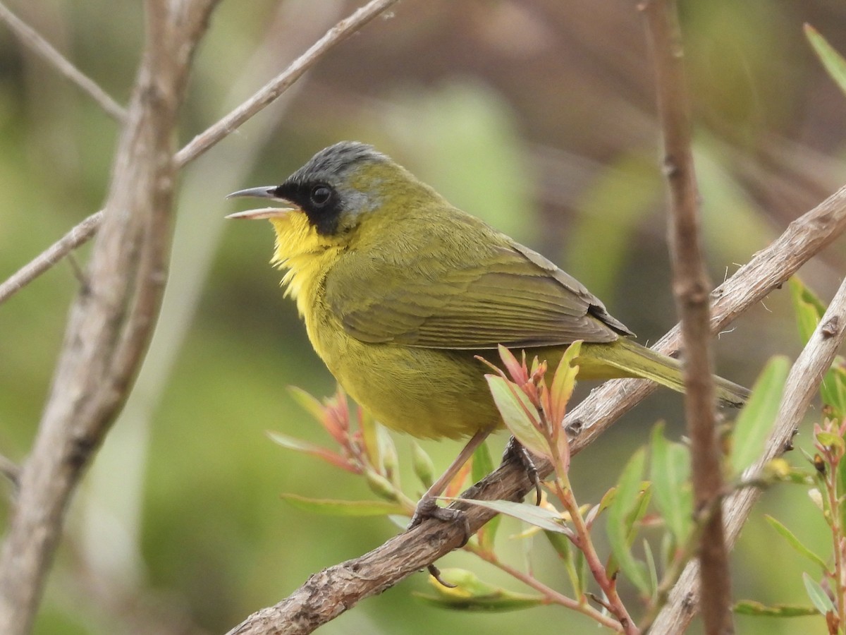 Southern Yellowthroat - ML645725425