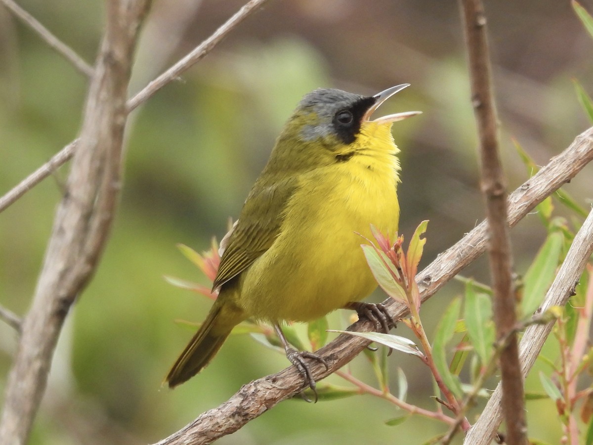 Southern Yellowthroat - ML645725426