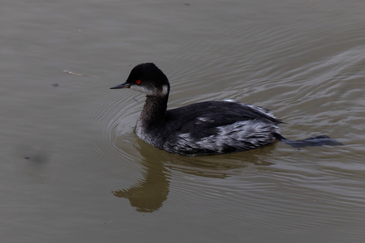 Eared Grebe - ML645725430