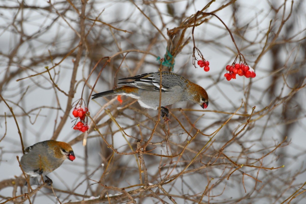 Pine Grosbeak - ML645725432
