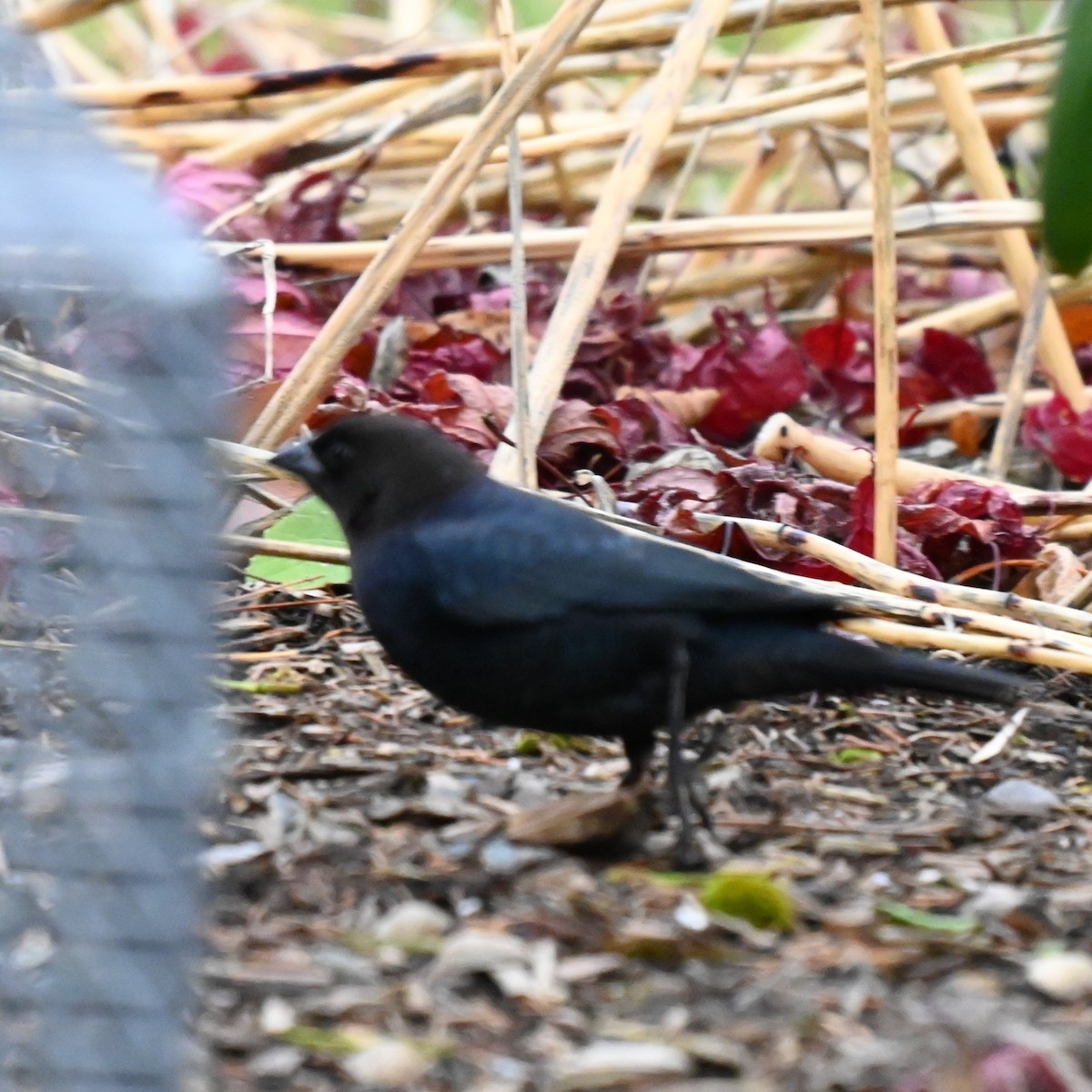 Brown-headed Cowbird - ML645725433