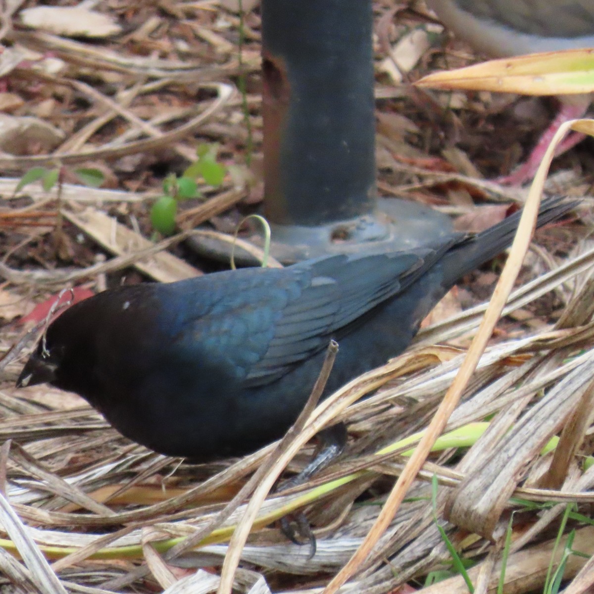 Brown-headed Cowbird - ML645725434