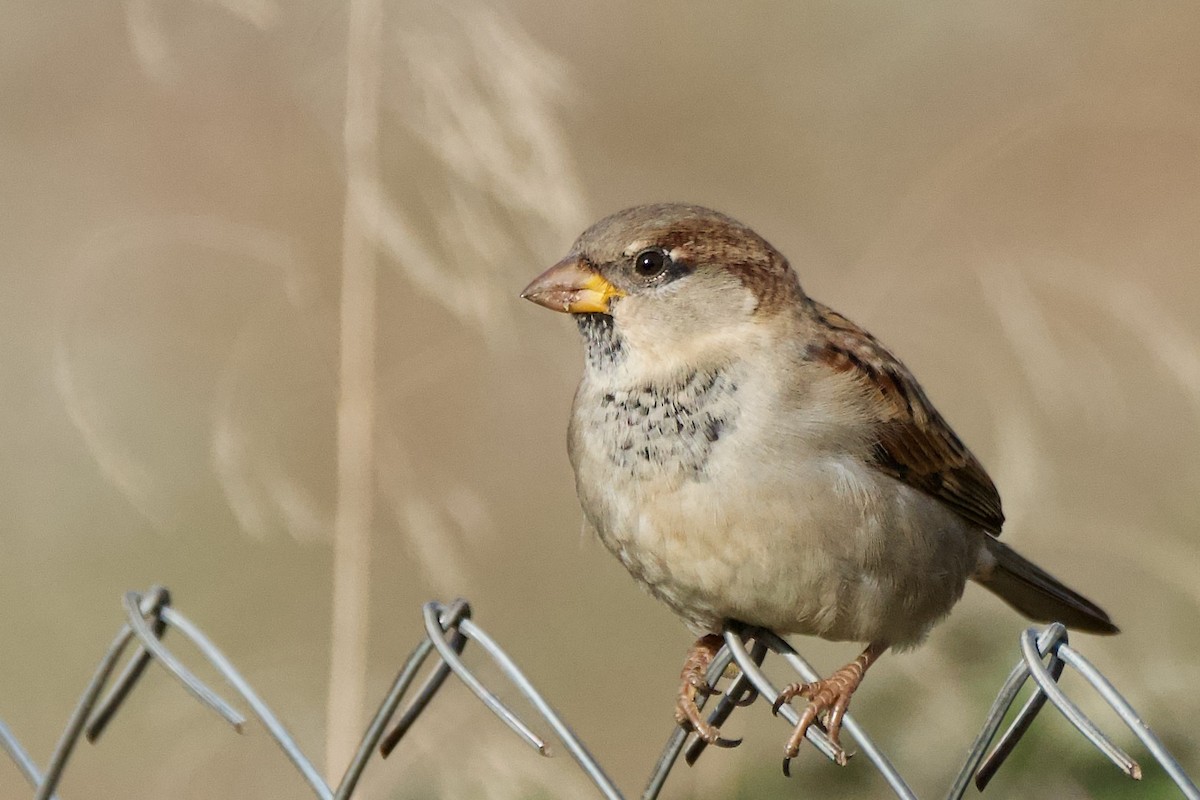 vrabec domácí - ML645725444