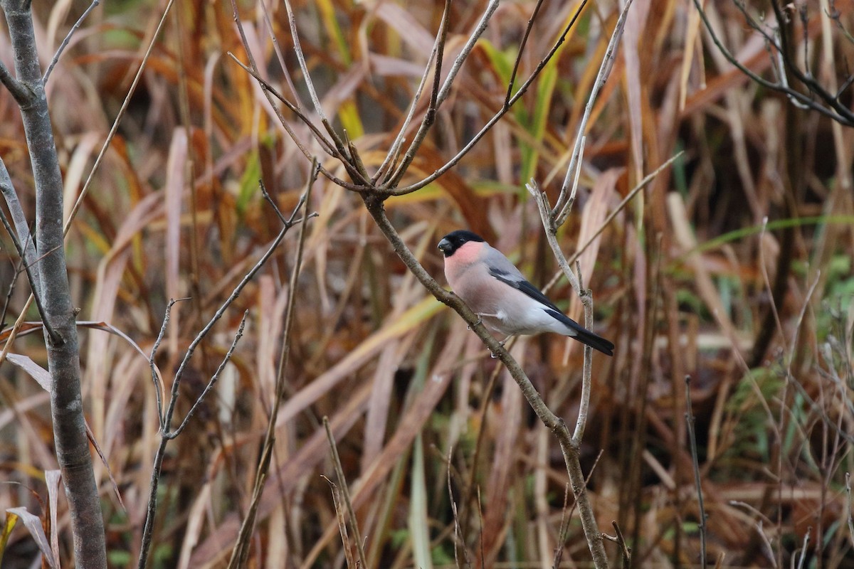 歐亞鷽 - ML645725445