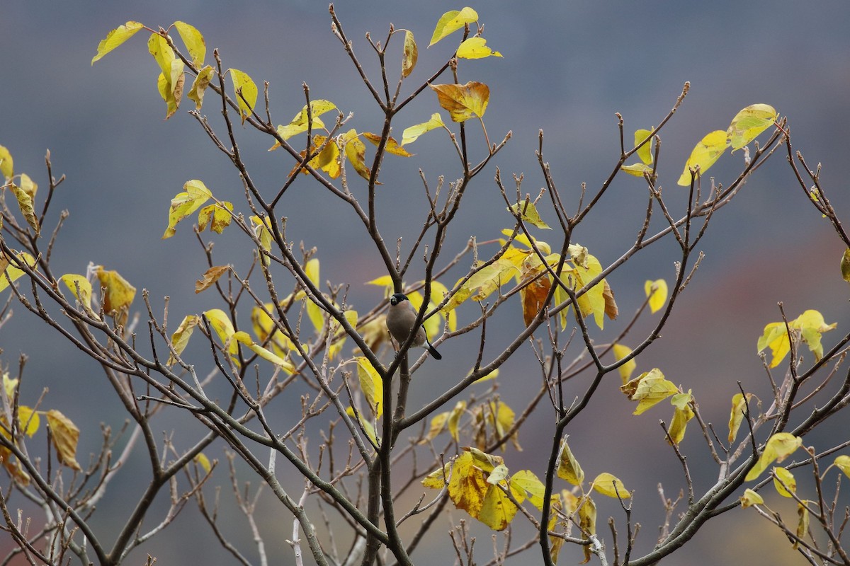 歐亞鷽 - ML645725446