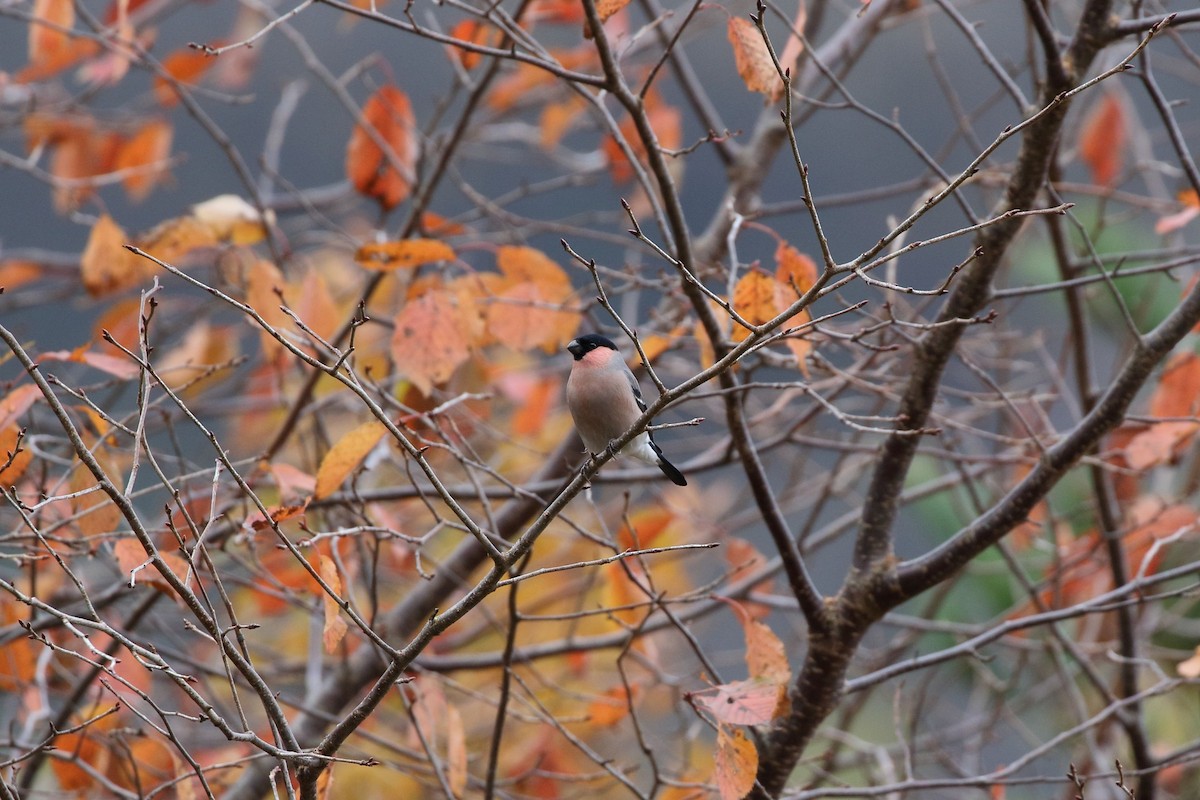 歐亞鷽 - ML645725447
