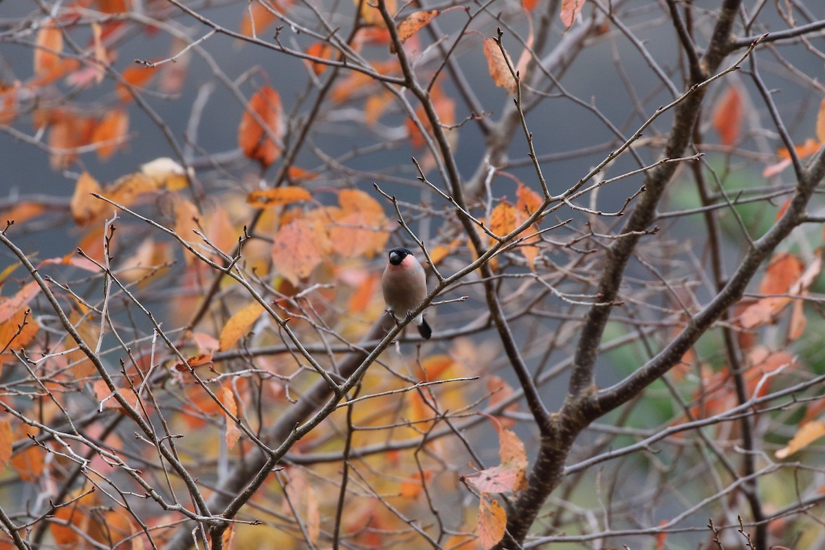 歐亞鷽 - ML645725448
