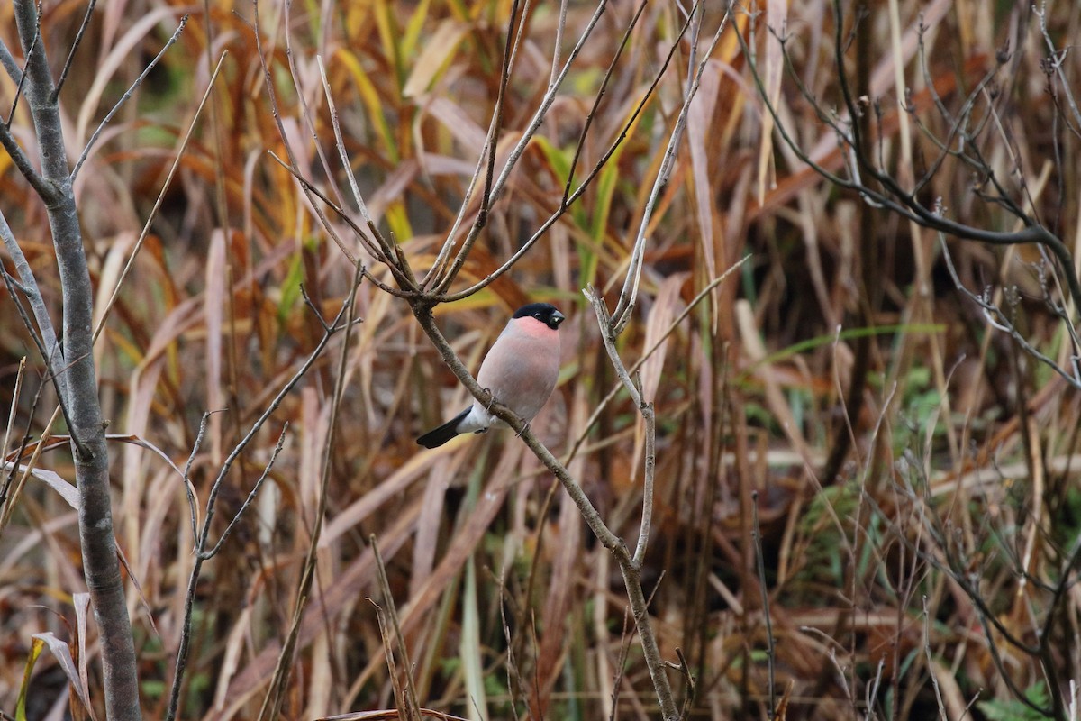 歐亞鷽 - ML645725449