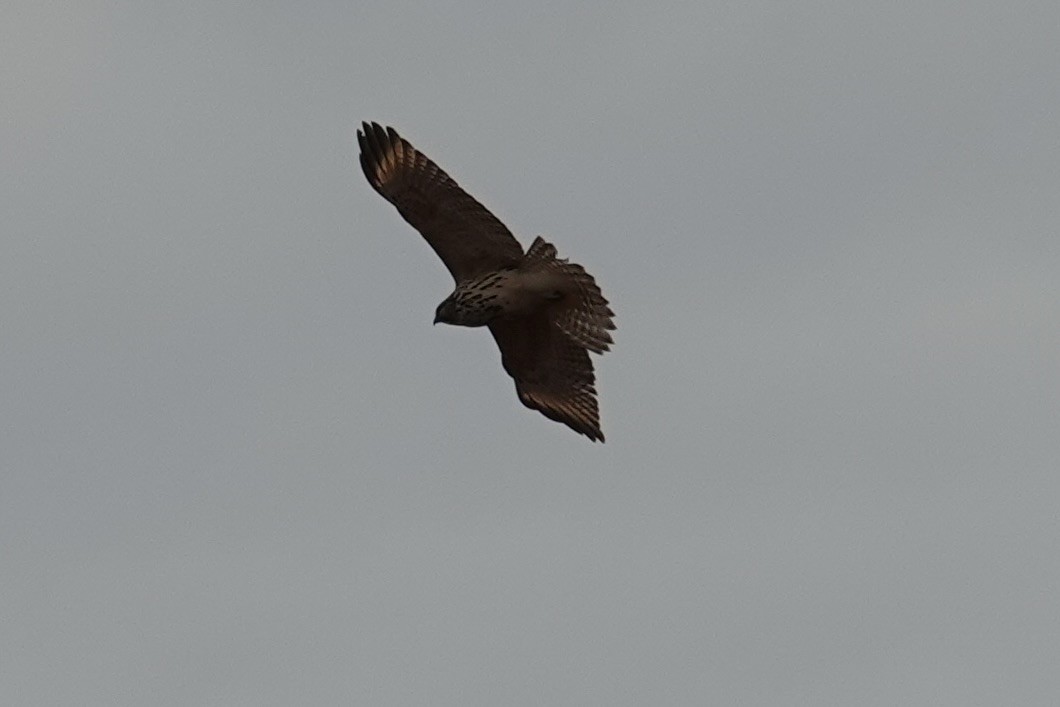 Red-shouldered Hawk - ML645725450