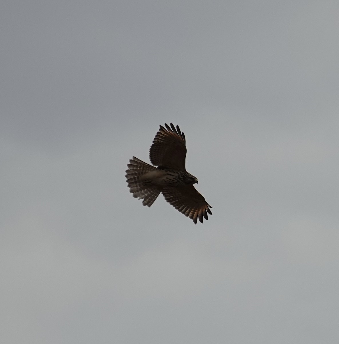 Red-shouldered Hawk - ML645725451