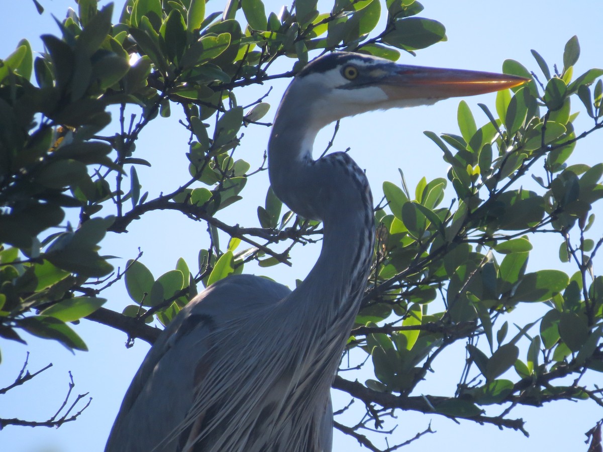 Great Blue Heron - ML645725457
