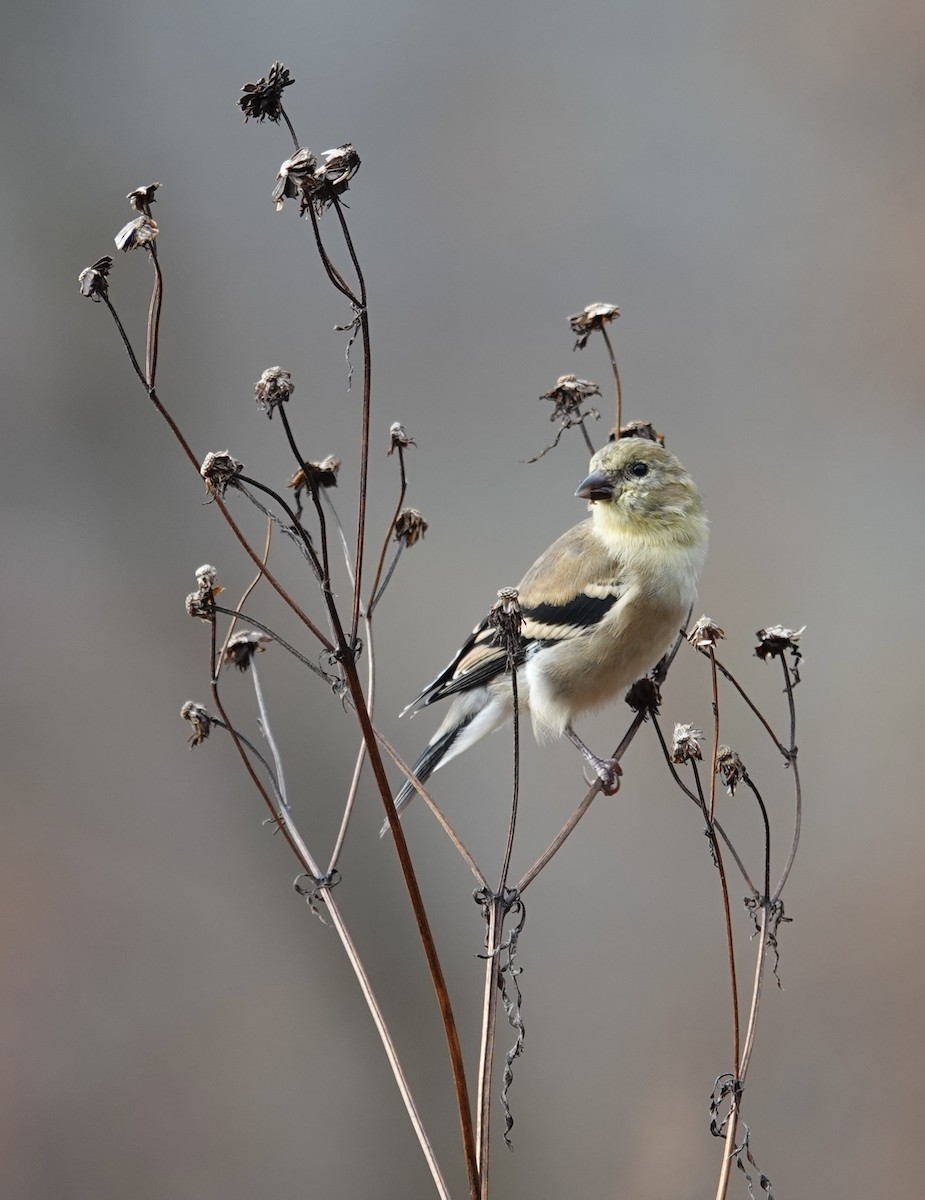 American Goldfinch - ML645725469