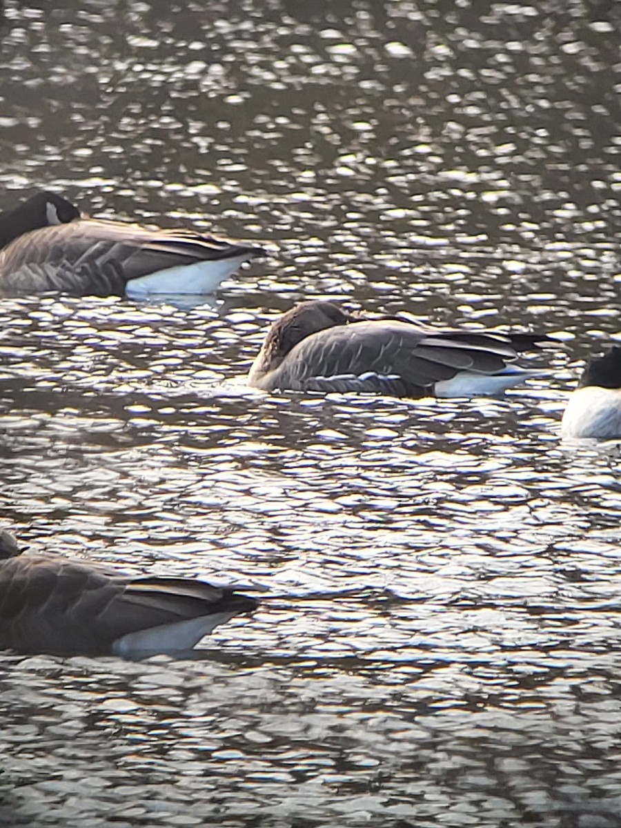 Greater White-fronted Goose - ML645725474