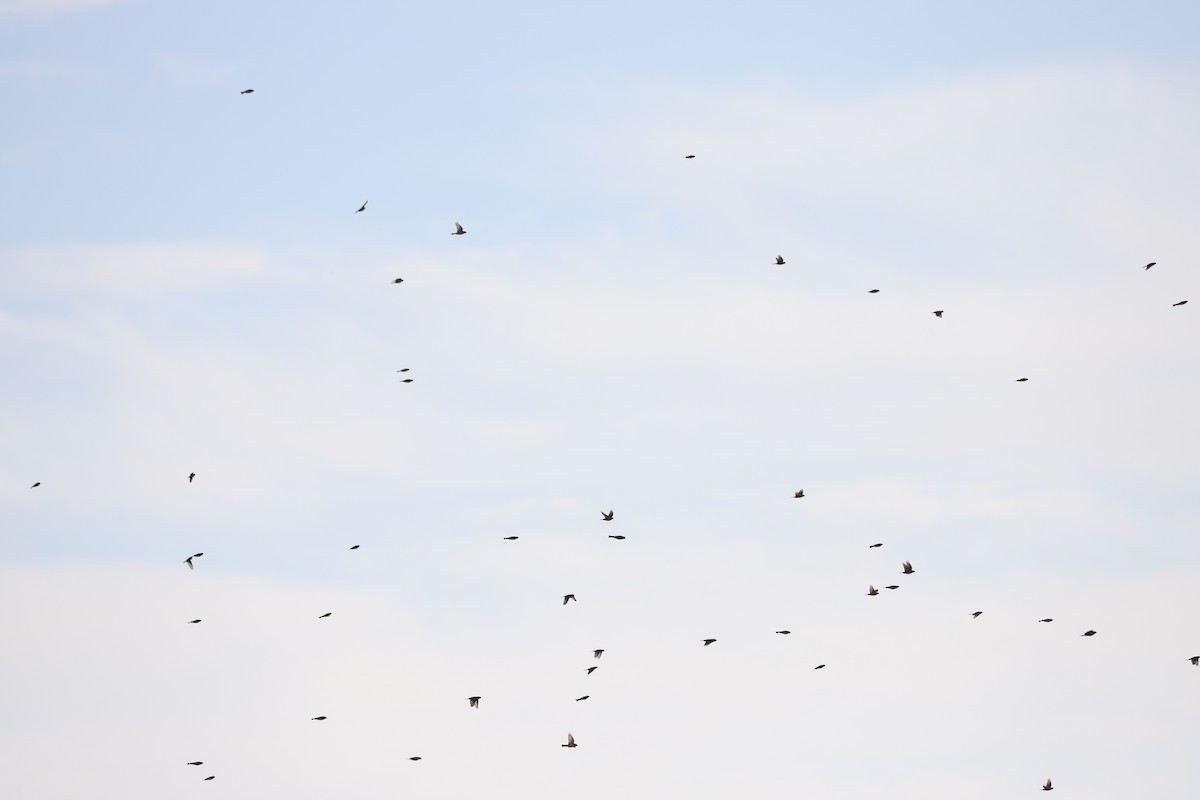 鐵爪鵐 - ML645725480