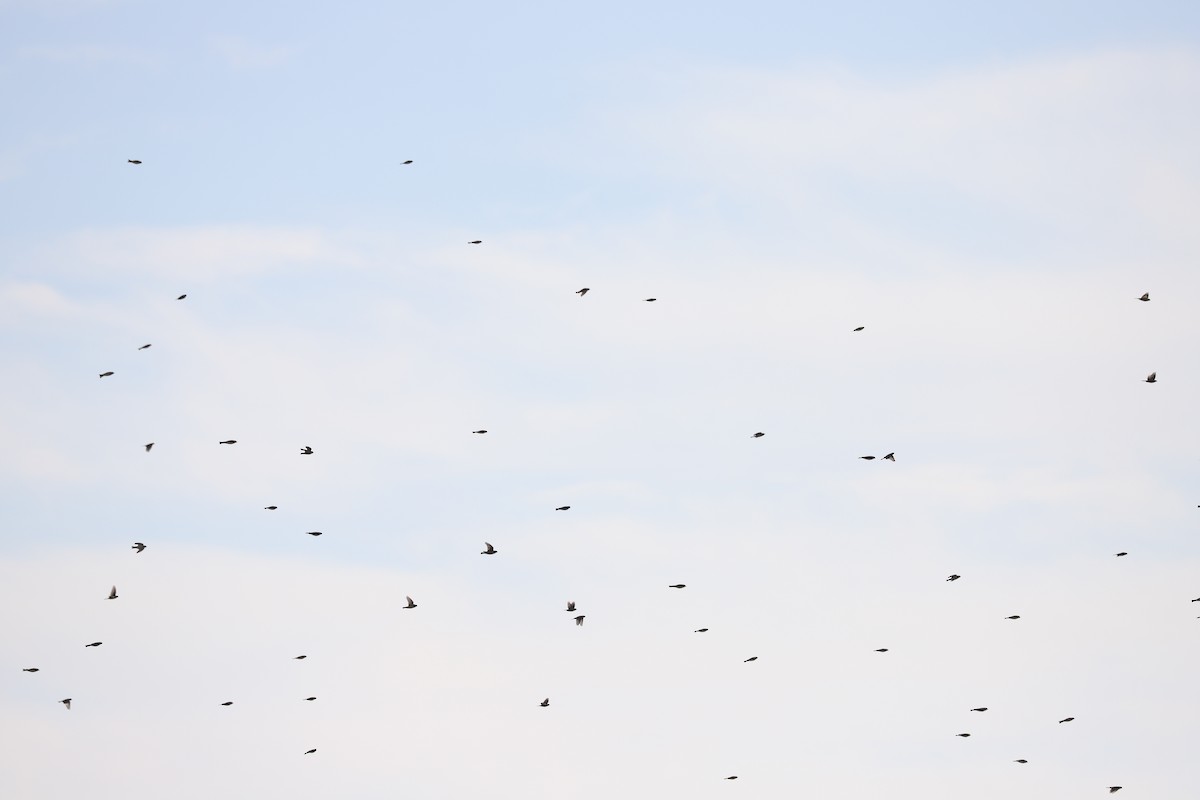 鐵爪鵐 - ML645725481