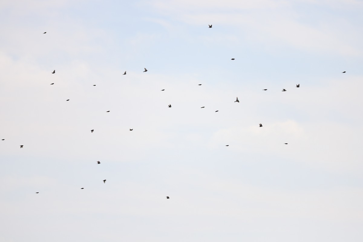 鐵爪鵐 - ML645725482