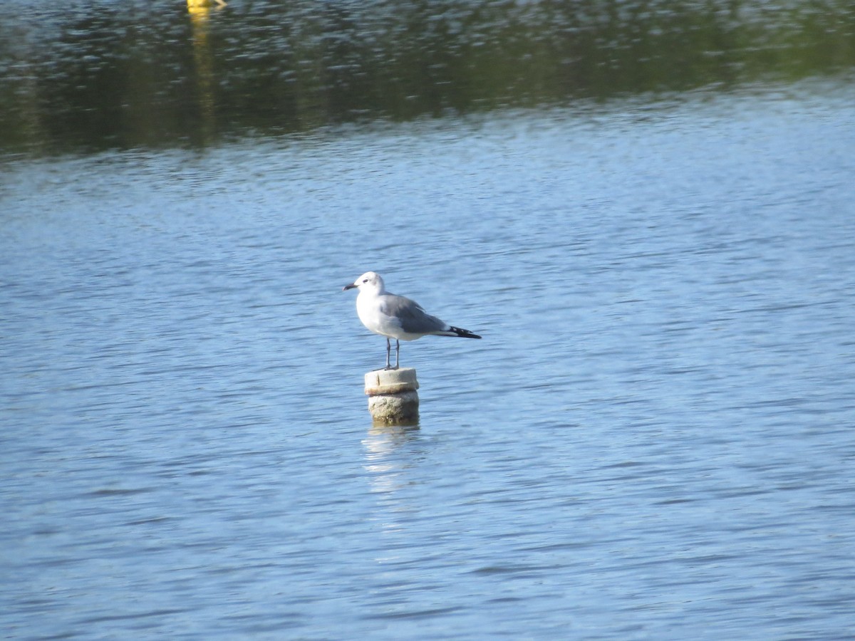Ring-billed Gull - ML645725484
