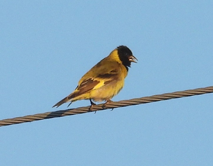 Hooded Siskin - ML645725497