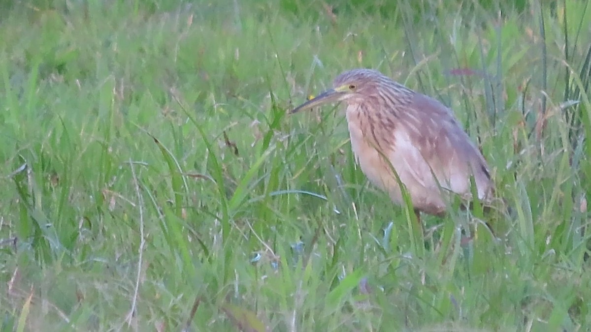 volavka vlasatá - ML645725499