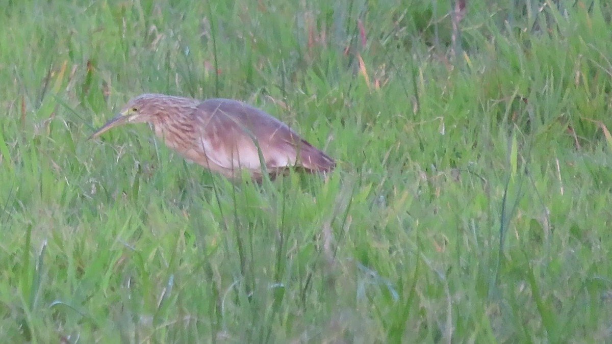 volavka vlasatá - ML645725502