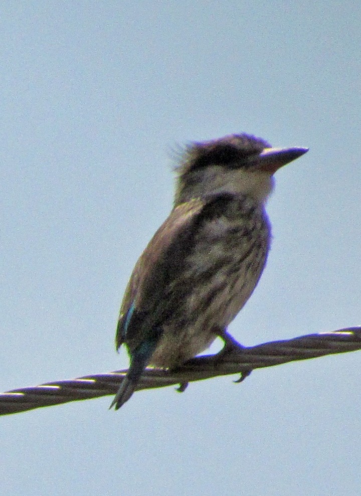 Striped Kingfisher - ML645725507