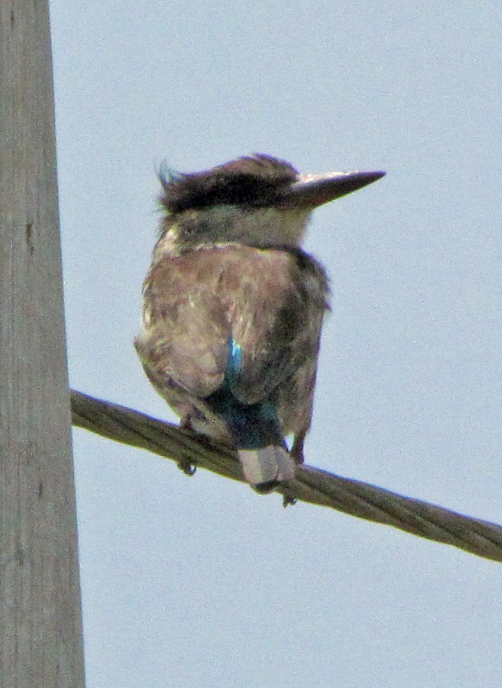 Striped Kingfisher - ML645725508