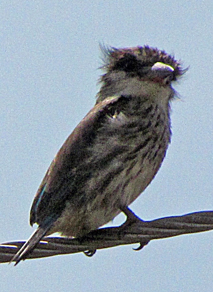Striped Kingfisher - ML645725518