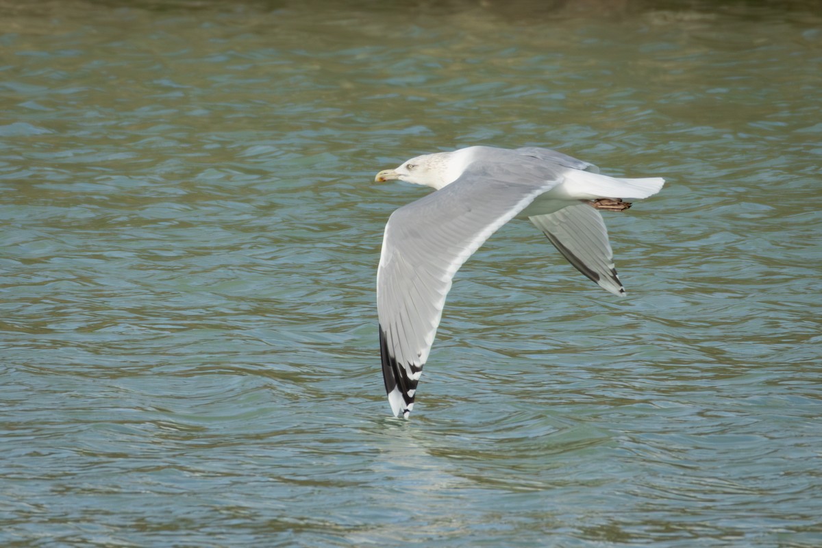 Silbermöwe - ML645725525