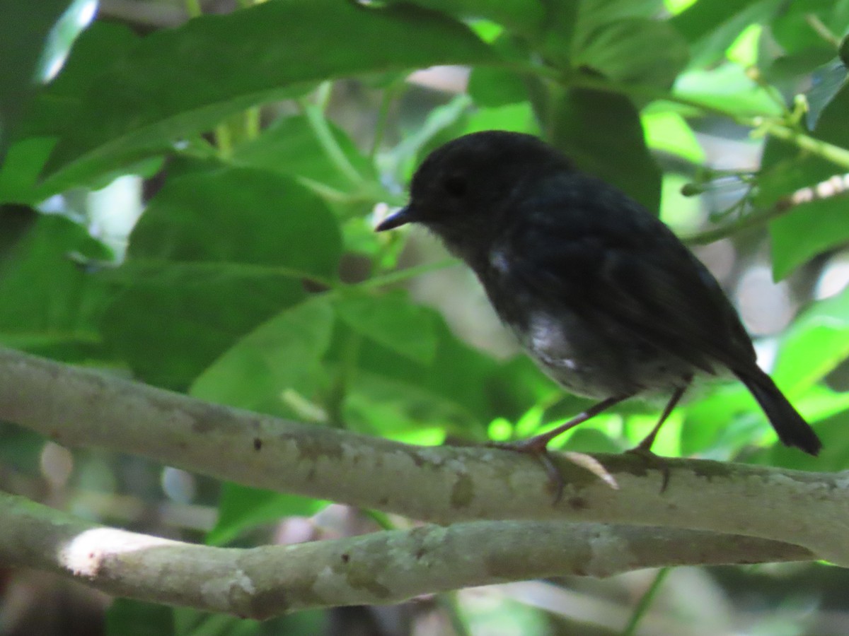 Nordinselschnäpper - ML645725528