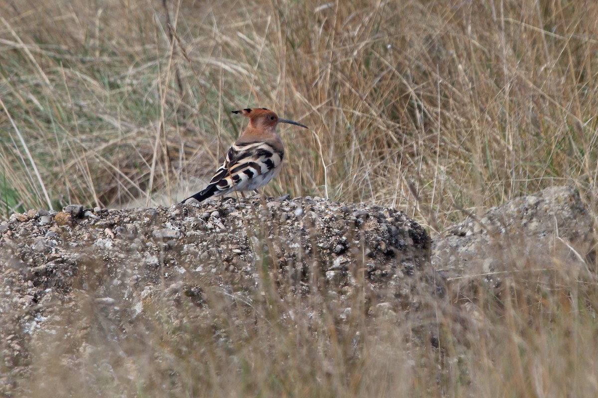 Wiedehopf - ML645725532