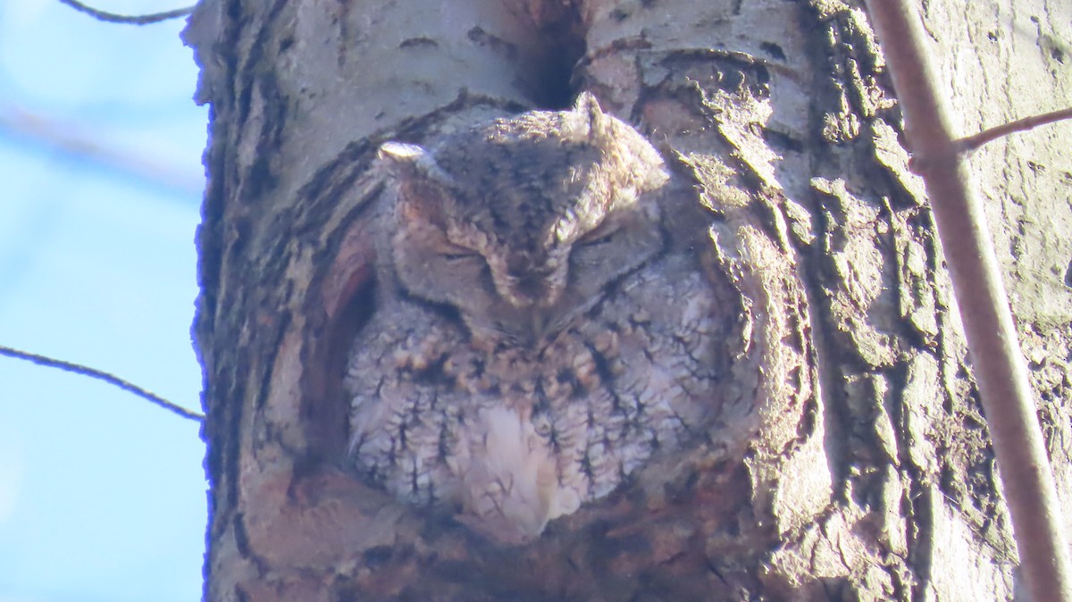 Ostkreischeule - ML645725533