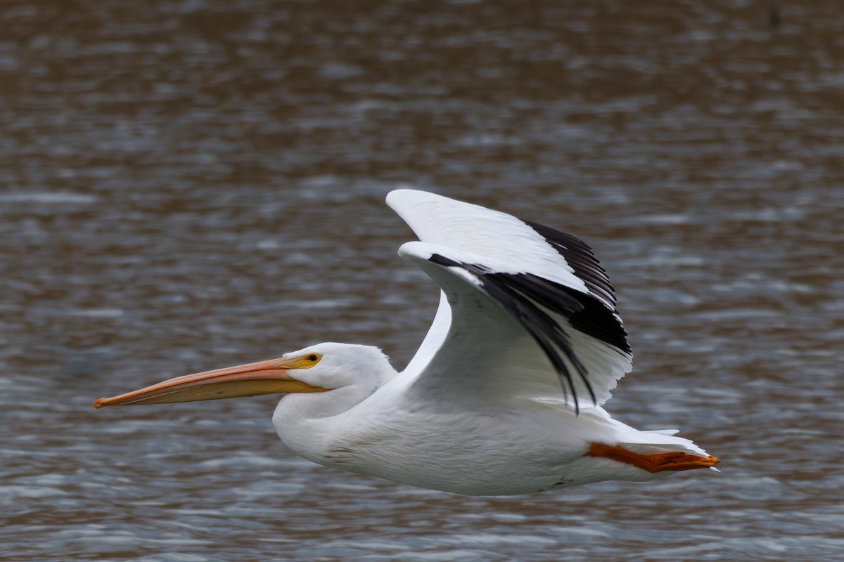 Nashornpelikan - ML645725534