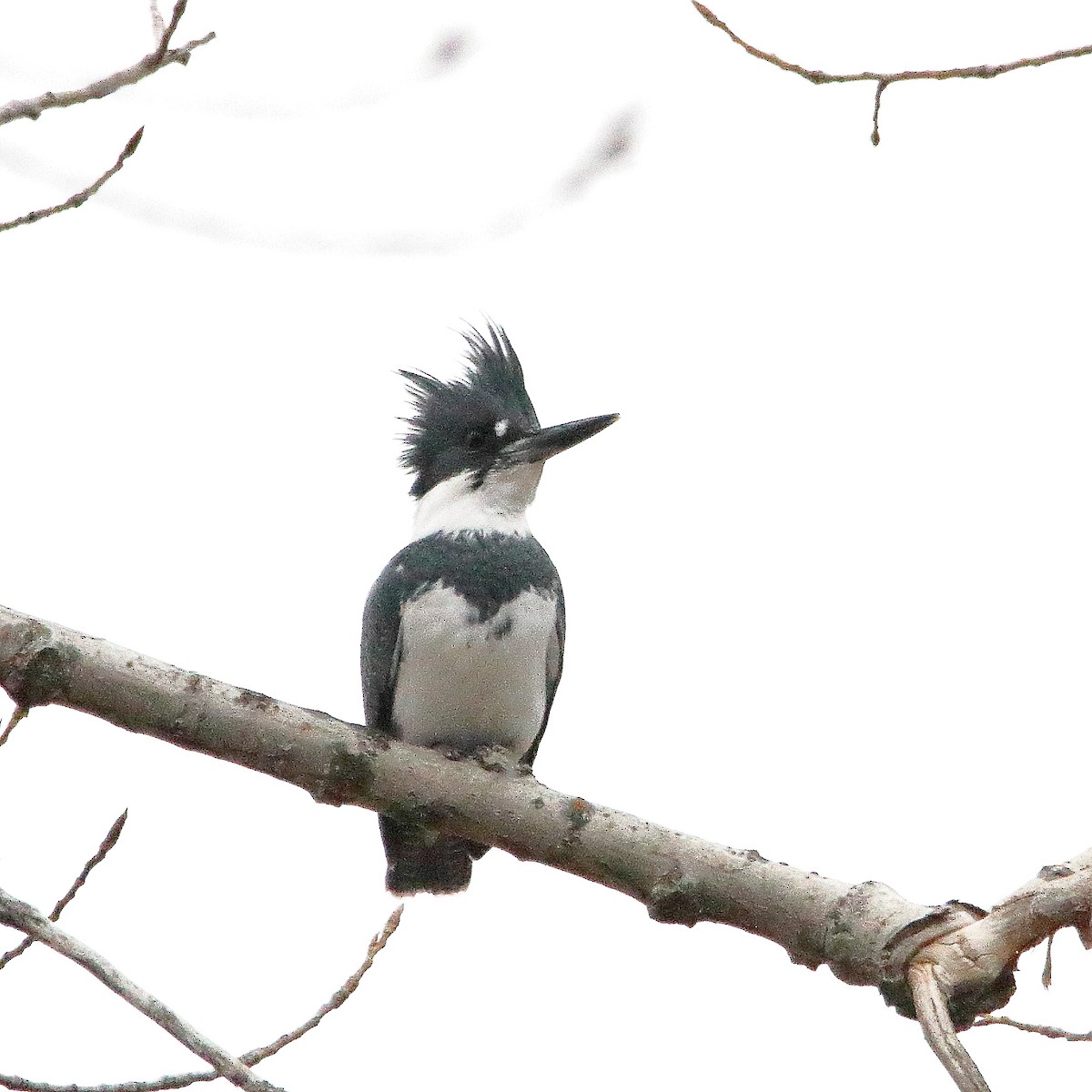 Gürtelfischer - ML645725535