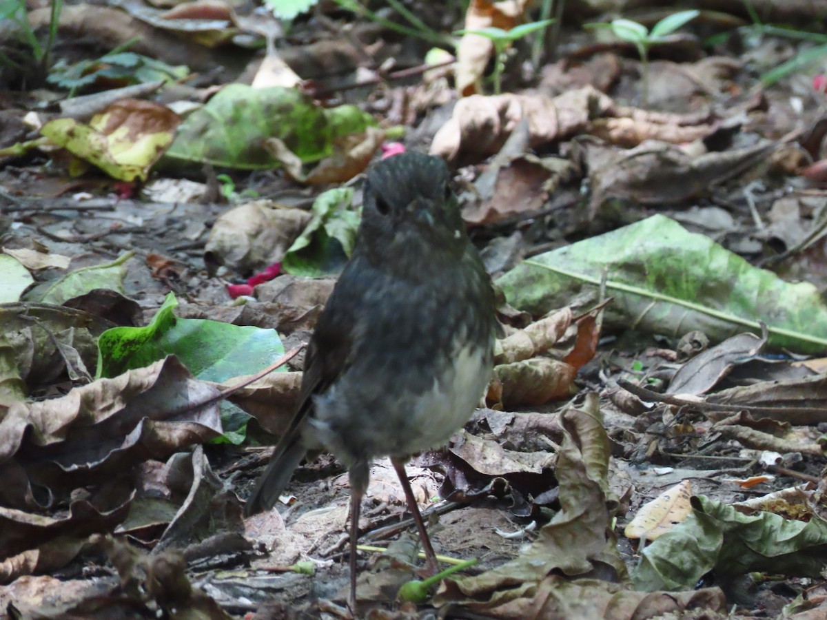 Nordinselschnäpper - ML645725538