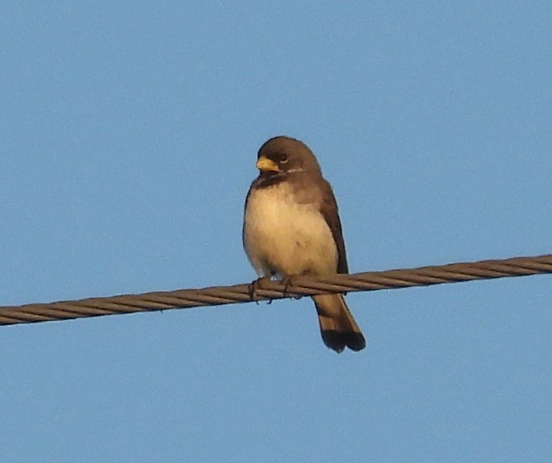 Schmuckspelzer - ML645725542