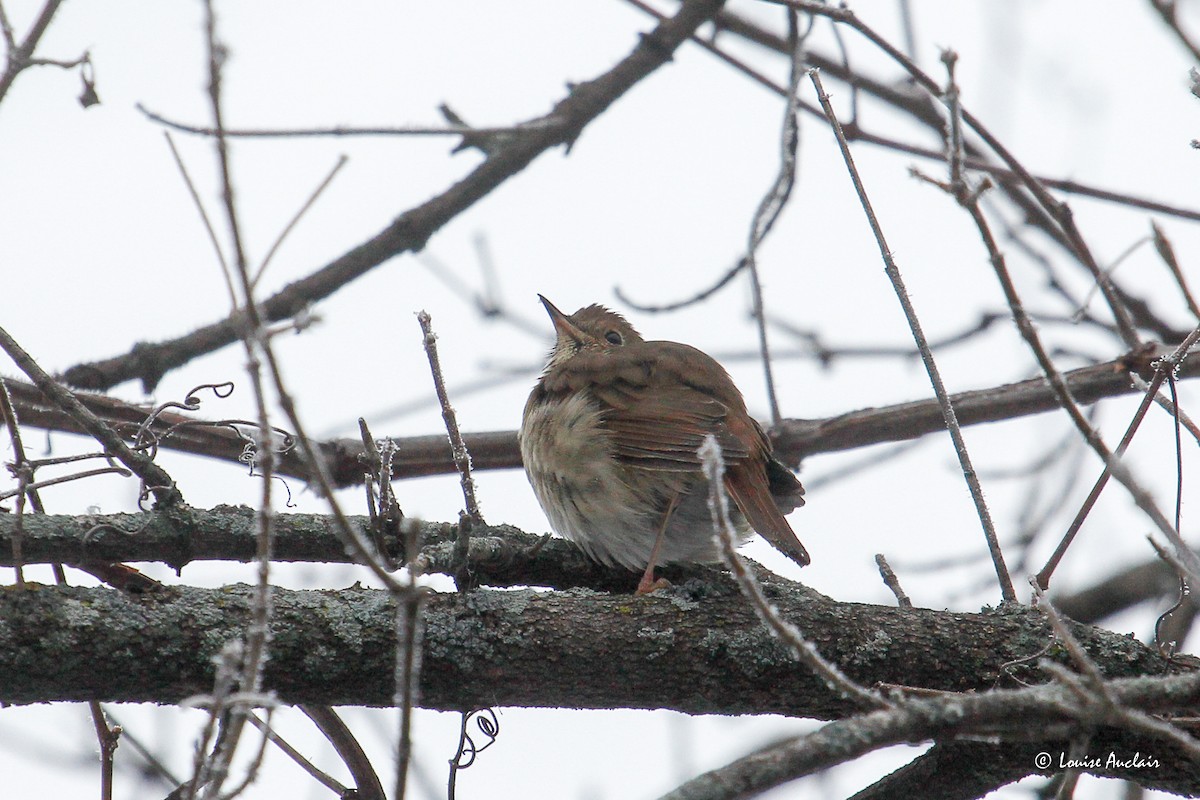 Einsiedler-Musendrossel - ML645725543