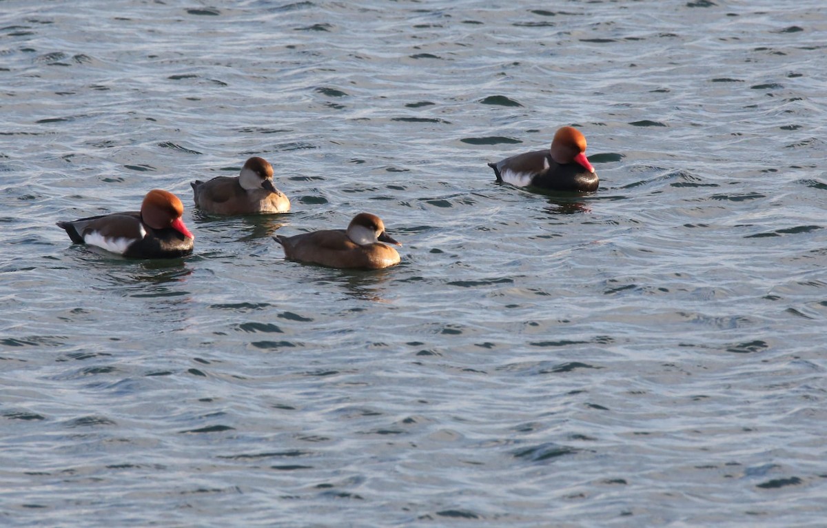 Kolbenente - ML645725544