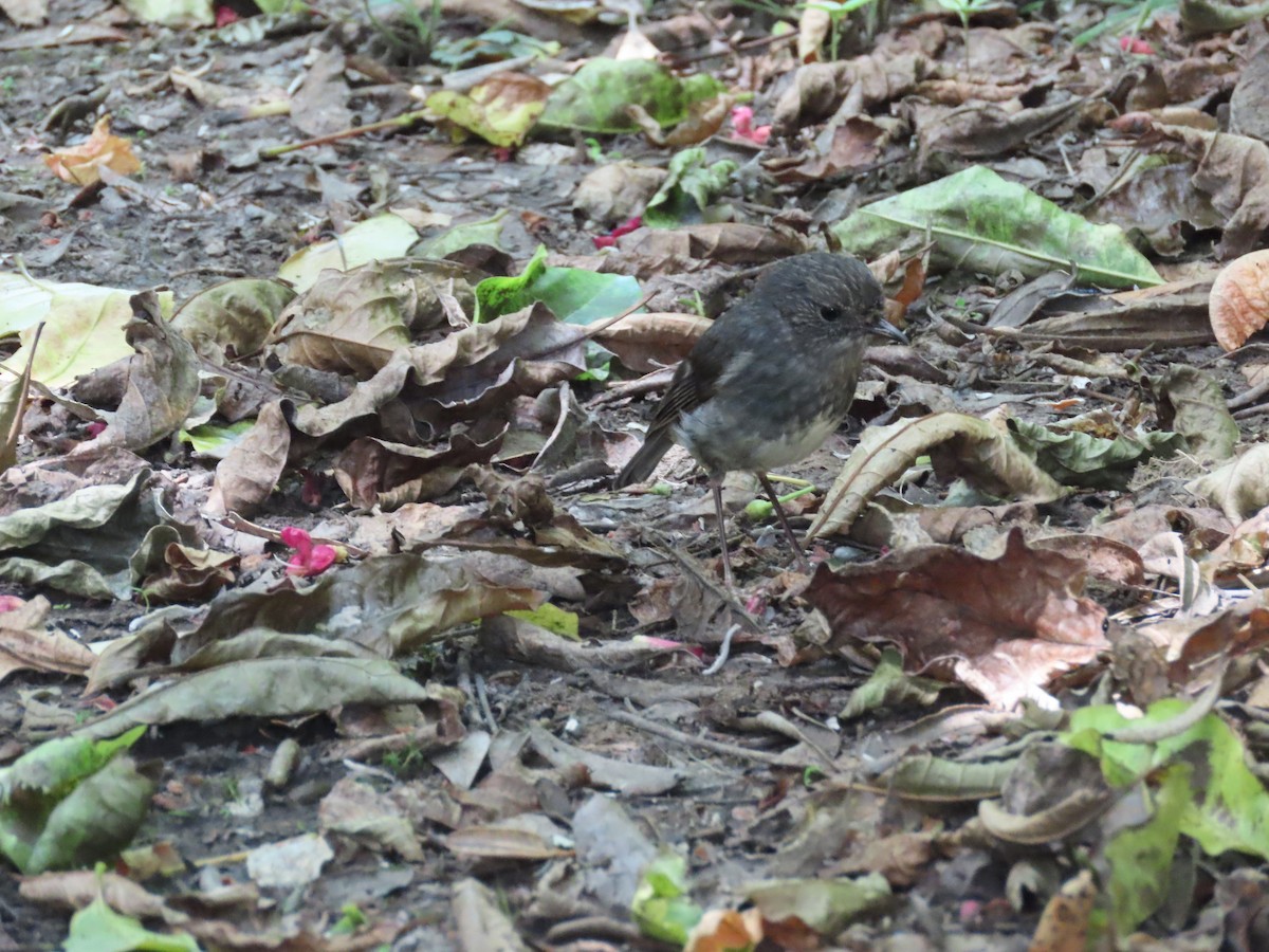 Nordinselschnäpper - ML645725546