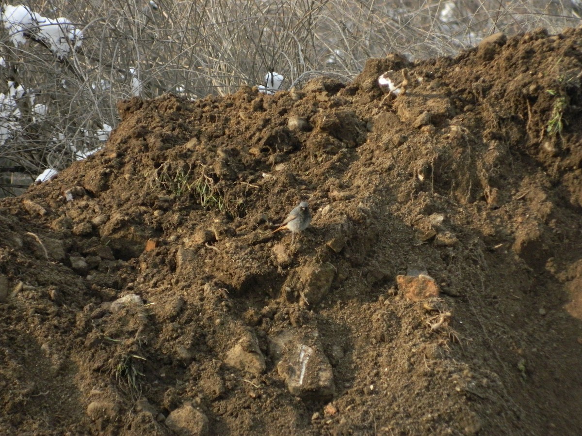 Hausrotschwanz - ML645725547