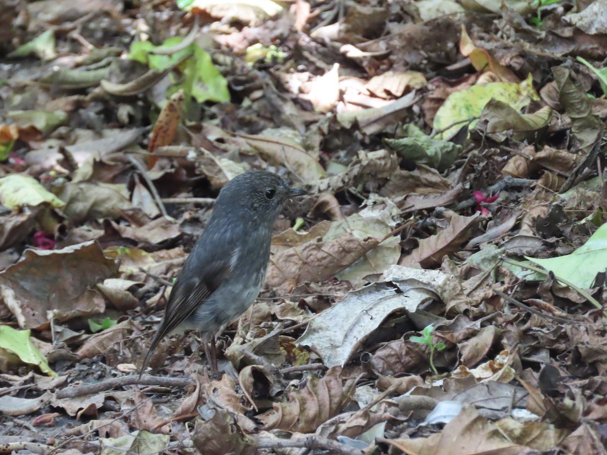 Nordinselschnäpper - ML645725548