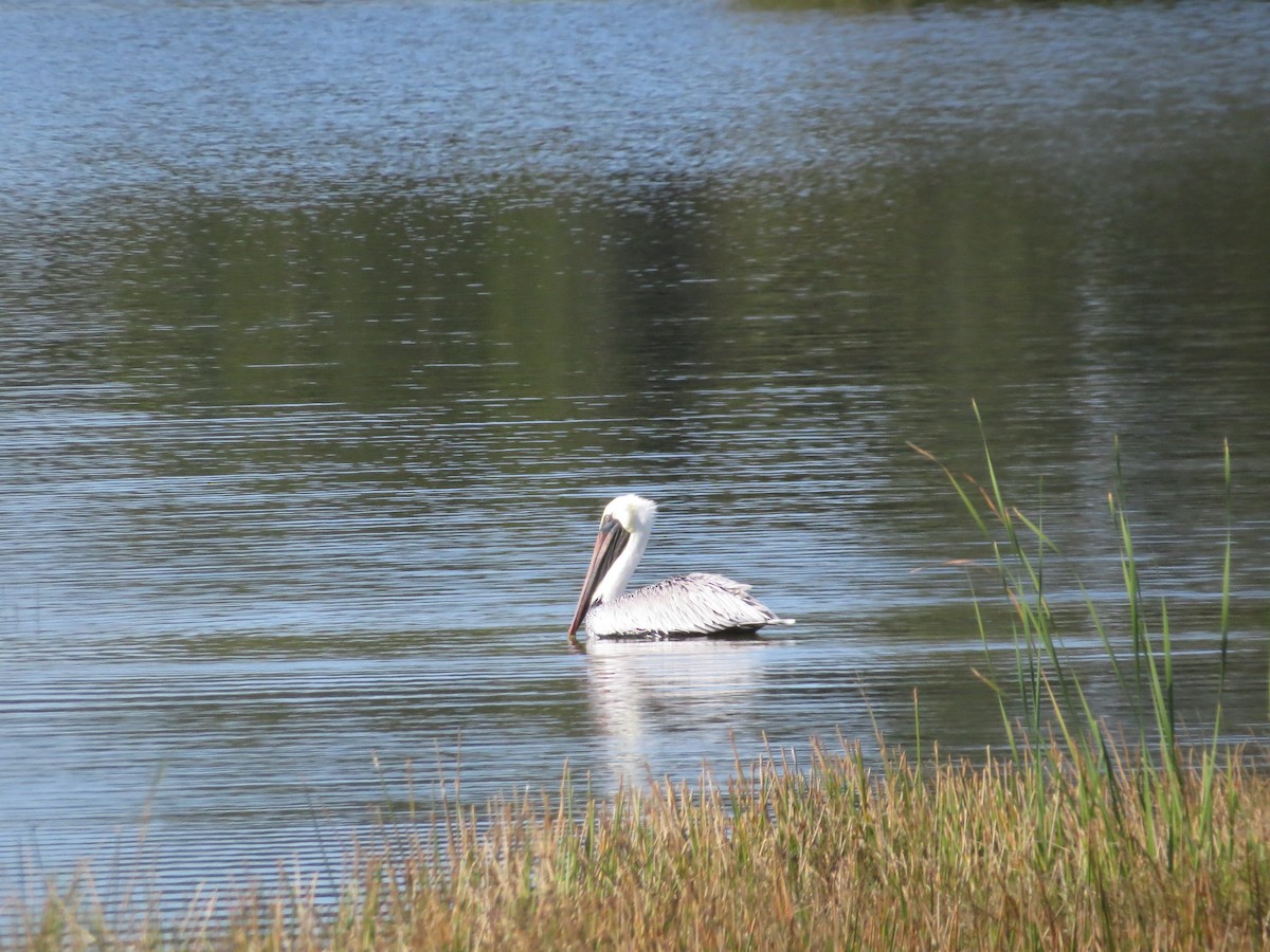 Brown Pelican - ML645725551