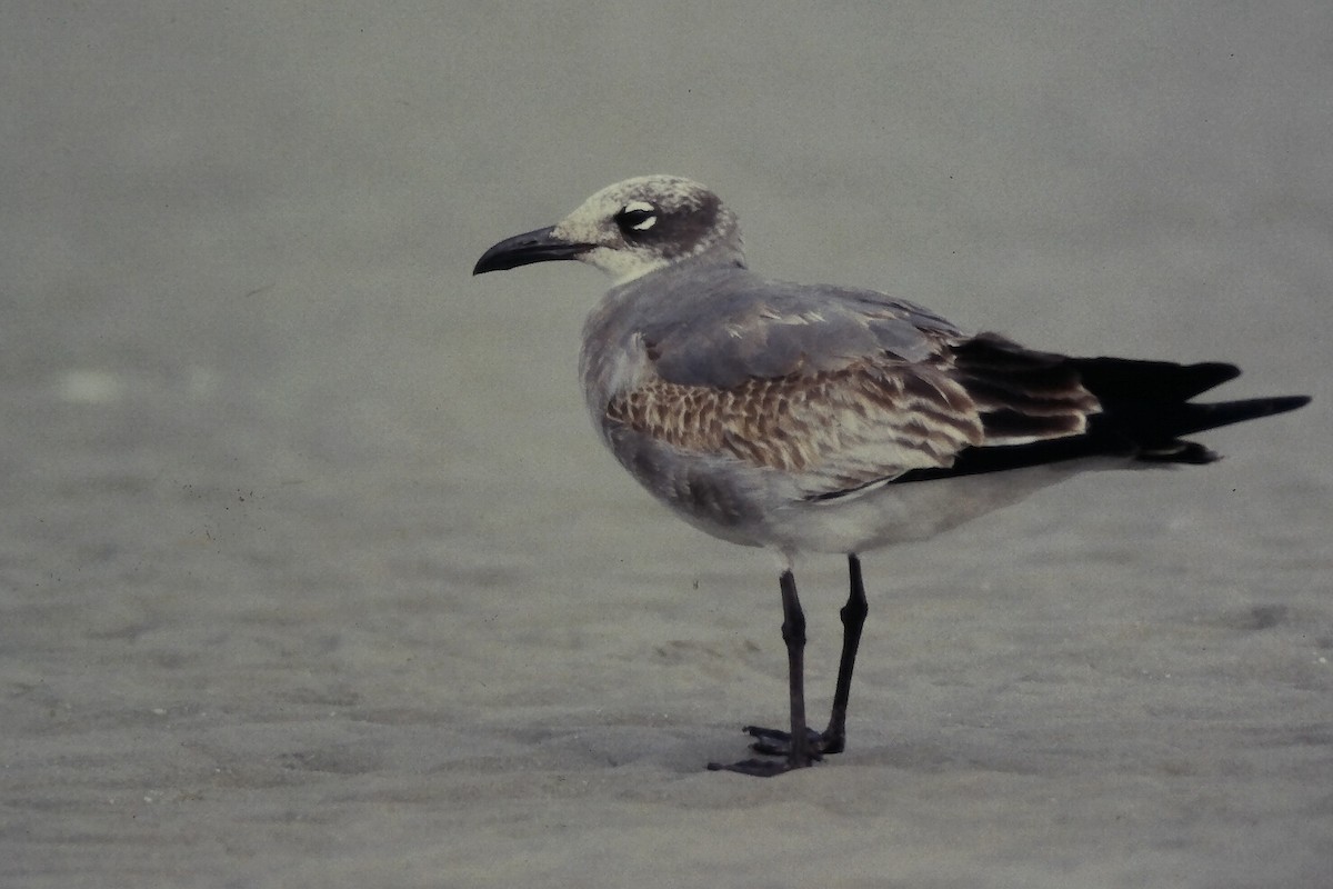 Aztekenmöwe - ML645725552