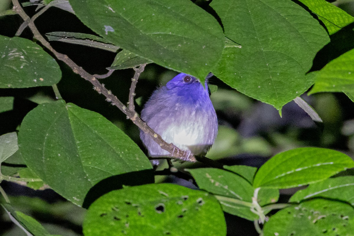 Einfarb-Blauschnäpper - ML645725554