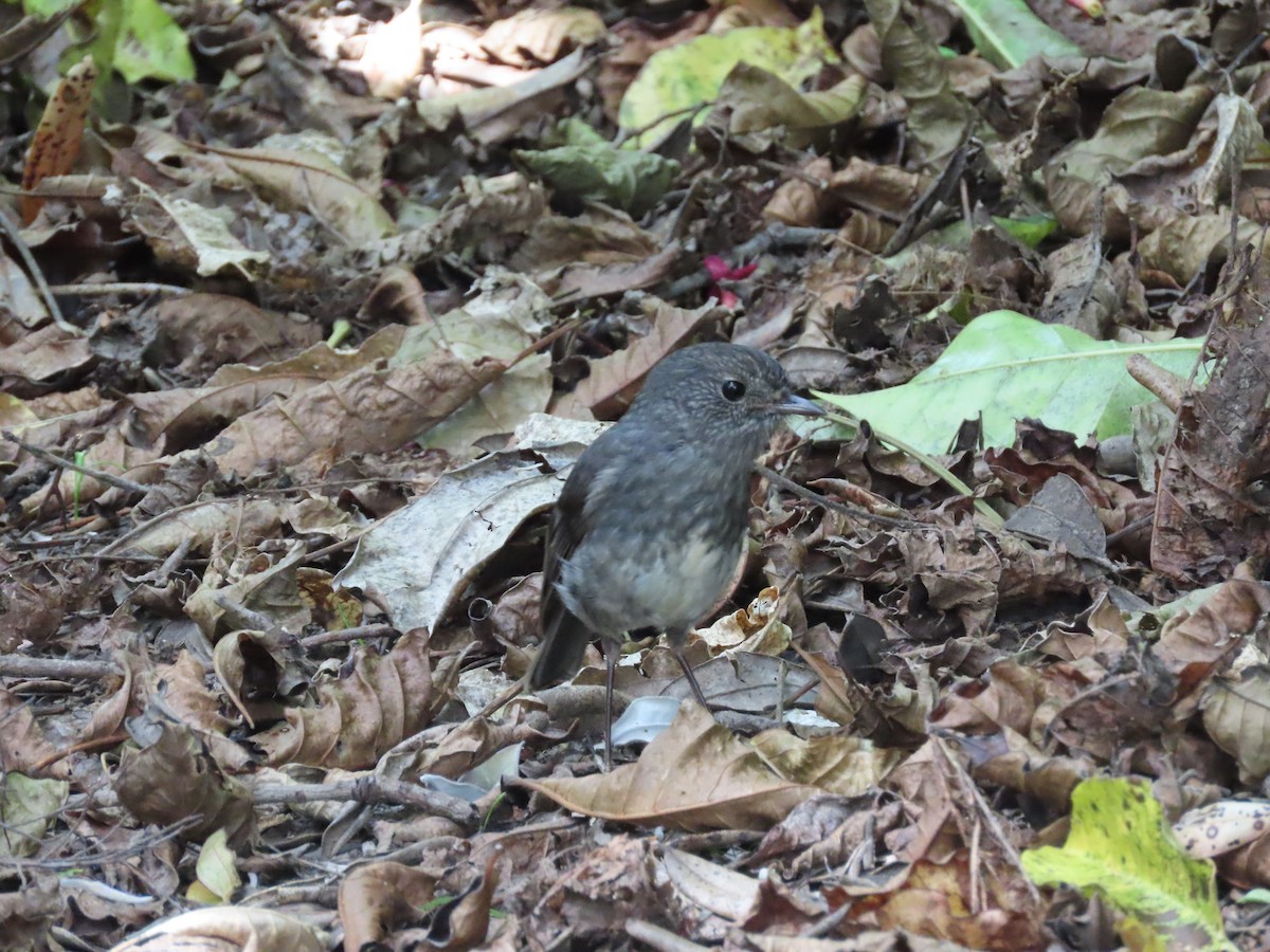 Nordinselschnäpper - ML645725555