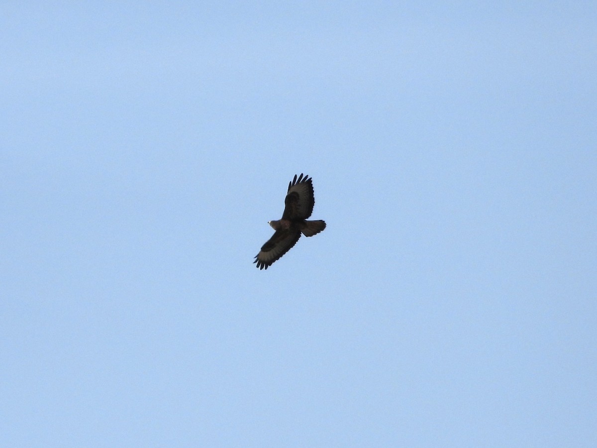 Mäusebussard - ML645725556