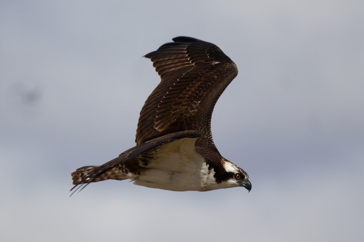 Fischadler - ML645725557