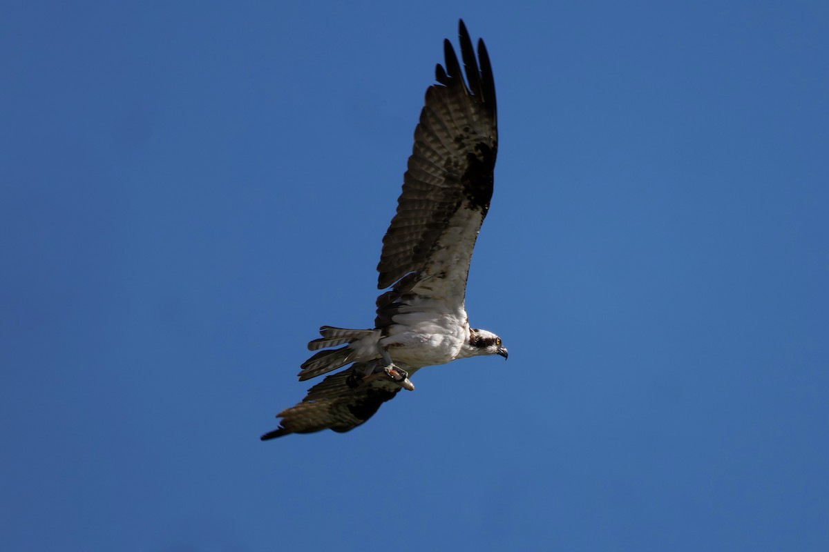 Fischadler - ML645725558