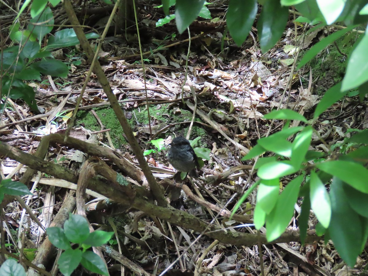 Nordinselschnäpper - ML645725559