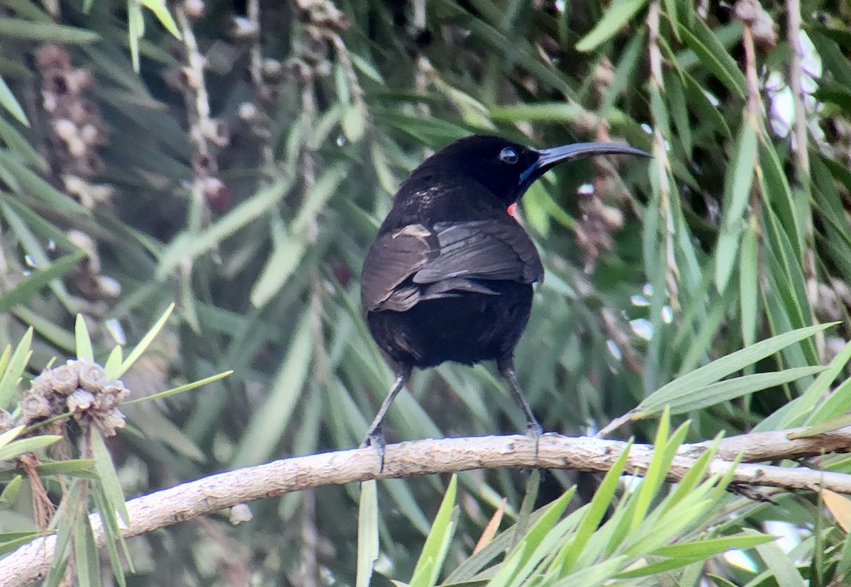 Rotbrust-Glanzköpfchen - ML645725560