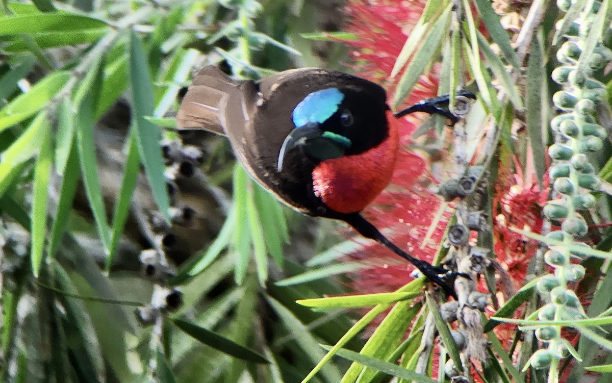 Rotbrust-Glanzköpfchen - ML645725561